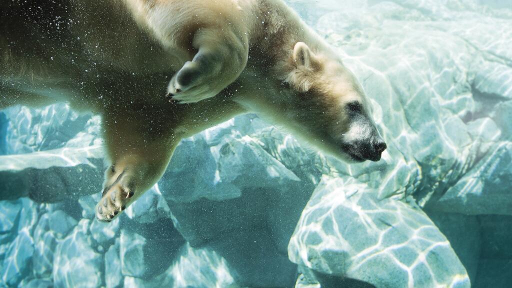 Sea World Polar Bear