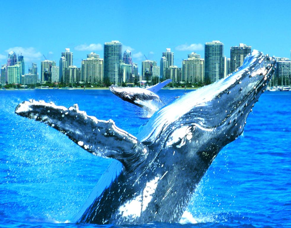 Gold Coast Whale Watching Tour Gold Coast Tours